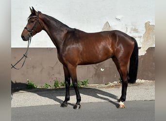 Österreichisches Warmblut, Wallach, 4 Jahre, 177 cm, Brauner