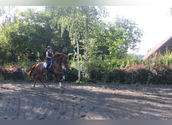 Österreichisches Warmblut, Wallach, 4 Jahre, 177 cm, Fuchs