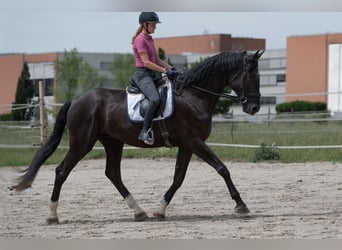 Österreichisches Warmblut, Wallach, 4 Jahre, 182 cm, Rappe