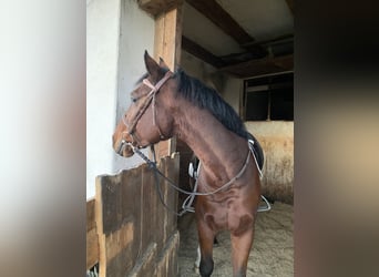 Österreichisches Warmblut, Wallach, 5 Jahre, 145 cm, Brauner