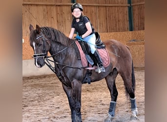 Österreichisches Warmblut Mix, Wallach, 5 Jahre, 159 cm, Dunkelfuchs