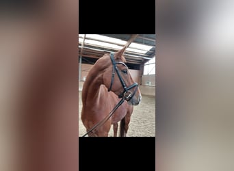Österreichisches Warmblut, Wallach, 5 Jahre, 162 cm, Fuchs