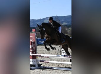 Österreichisches Warmblut, Wallach, 5 Jahre, 164 cm, Brauner