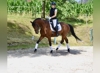 Österreichisches Warmblut, Wallach, 5 Jahre, 165 cm, Brauner