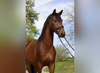 Österreichisches Warmblut, Wallach, 5 Jahre, 165 cm, Brauner