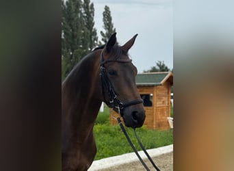 Österreichisches Warmblut, Wallach, 5 Jahre, 165 cm, Dunkelbrauner