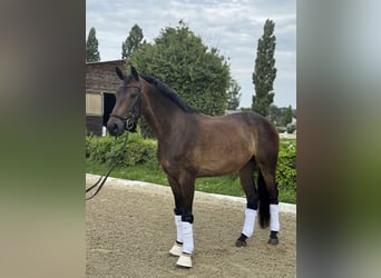 Österreichisches Warmblut, Wallach, 5 Jahre, 165 cm, Dunkelbrauner