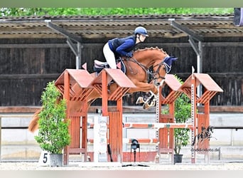 Österreichisches Warmblut, Wallach, 5 Jahre, 165 cm, Fuchs