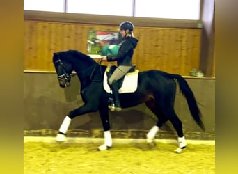 Österreichisches Warmblut, Wallach, 5 Jahre, 166 cm, Schwarzbrauner