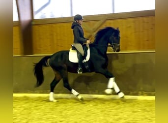 Österreichisches Warmblut, Wallach, 5 Jahre, 166 cm, Schwarzbrauner