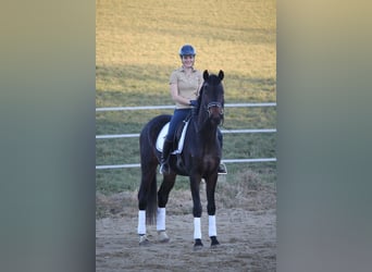 Österreichisches Warmblut, Wallach, 5 Jahre, 167 cm, Dunkelbrauner