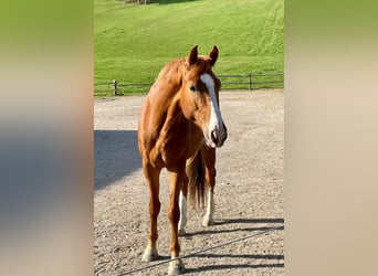 Österreichisches Warmblut, Wallach, 5 Jahre, 168 cm, Fuchs