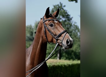 Österreichisches Warmblut, Wallach, 5 Jahre, 170 cm, Brauner