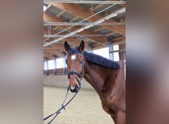 Österreichisches Warmblut, Wallach, 5 Jahre, 170 cm, Brauner