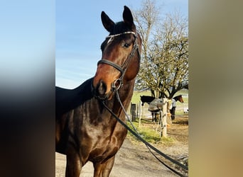 Österreichisches Warmblut, Wallach, 5 Jahre, 170 cm, Dunkelbrauner