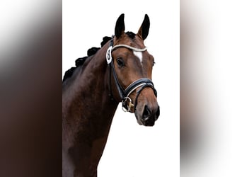 Österreichisches Warmblut, Wallach, 5 Jahre, 170 cm, Dunkelbrauner