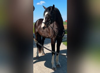 Österreichisches Warmblut, Wallach, 5 Jahre, 170 cm, Rappe