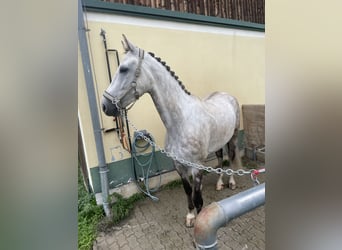 Österreichisches Warmblut, Wallach, 5 Jahre, 170 cm, Schimmel