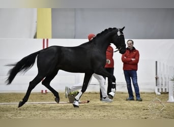 Österreichisches Warmblut, Wallach, 5 Jahre, 173 cm, Rappe