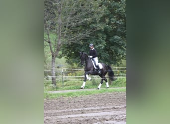 Österreichisches Warmblut, Wallach, 5 Jahre, 173 cm, Rappe