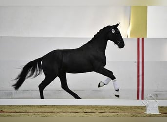 Österreichisches Warmblut, Wallach, 5 Jahre, 173 cm, Rappe