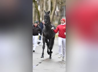 Österreichisches Warmblut, Wallach, 5 Jahre, 173 cm, Rappe