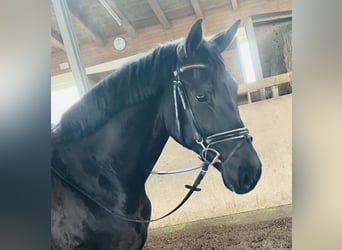 Österreichisches Warmblut, Wallach, 5 Jahre, 175 cm, Rappe