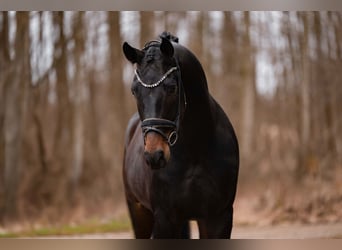 Österreichisches Warmblut, Wallach, 5 Jahre, 175 cm, Schwarzbrauner
