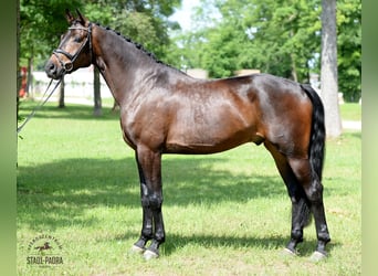 Österreichisches Warmblut, Wallach, 5 Jahre, 176 cm, Brauner