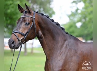 Österreichisches Warmblut, Wallach, 5 Jahre, 176 cm, Brauner