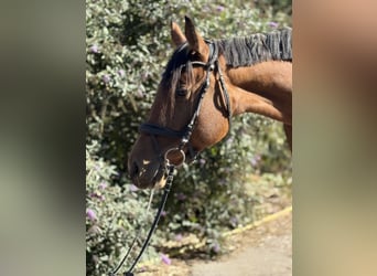 Österreichisches Warmblut, Wallach, 5 Jahre