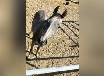 Österreichisches Warmblut, Wallach, 5 Jahre, Schimmel
