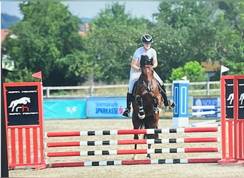 Österreichisches Warmblut, Wallach, 6 Jahre, 160 cm, Brauner