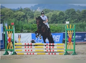 Österreichisches Warmblut, Wallach, 6 Jahre, 160 cm, Brauner