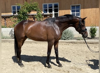 Österreichisches Warmblut, Wallach, 6 Jahre, 163 cm, Dunkelbrauner