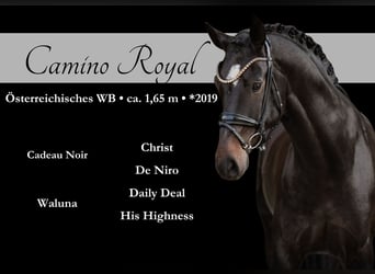 Österreichisches Warmblut, Wallach, 6 Jahre, 165 cm, Schwarzbrauner