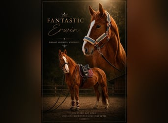 Österreichisches Warmblut, Wallach, 6 Jahre, 167 cm, Fuchs