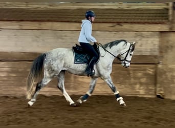 Österreichisches Warmblut, Wallach, 6 Jahre, 167 cm, Schimmel