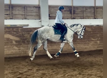 Österreichisches Warmblut, Wallach, 6 Jahre, 167 cm, Schimmel