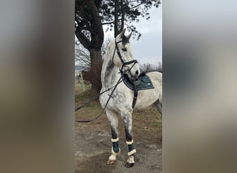 Österreichisches Warmblut, Wallach, 6 Jahre, 167 cm, Schimmel