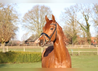 Österreichisches Warmblut, Wallach, 6 Jahre, 168 cm, Fuchs
