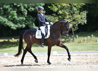 Österreichisches Warmblut, Wallach, 6 Jahre, 169 cm, Rappe