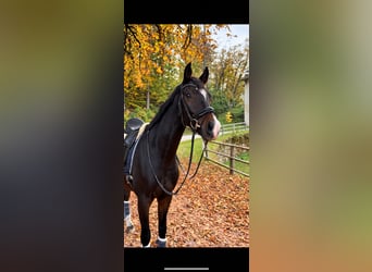 Österreichisches Warmblut, Wallach, 6 Jahre, 170 cm, Dunkelbrauner