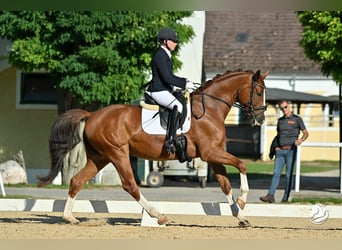 Österreichisches Warmblut, Wallach, 6 Jahre, 170 cm, Fuchs