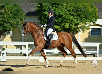 Österreichisches Warmblut, Wallach, 6 Jahre, 170 cm, Fuchs