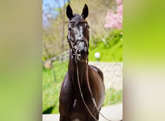 Österreichisches Warmblut, Wallach, 6 Jahre, 170 cm, Rappe