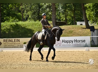 Österreichisches Warmblut, Wallach, 6 Jahre, 170 cm, Rappe