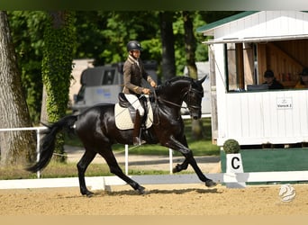 Österreichisches Warmblut, Wallach, 6 Jahre, 172 cm, Rappe