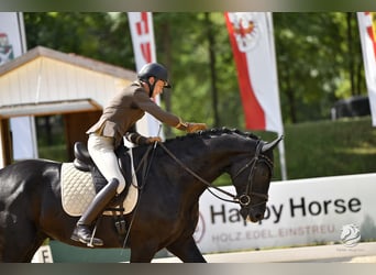 Österreichisches Warmblut, Wallach, 6 Jahre, 172 cm, Rappe
