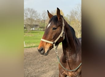 Österreichisches Warmblut, Wallach, 6 Jahre, 174 cm, Brauner